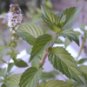 Peppermint Arvensis (Mentha arvensis)