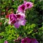 Rose Geranium (Pelargoneum roseum)
