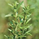 Rosemary (Rosmarinus officinalis)