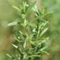 Rosemary (Rosmarinus officinalis)