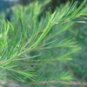 Tea Tree (Melaleuca alternifolia)