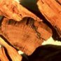 Sandalwood East Indian (Santalum album)