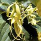 Ylang Ylang 1st  (Cananga odorata)