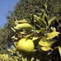 Grapefruit Pink (Citrus paradisi)