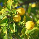 Lemon - Cold Pressed (Citrus limonum)