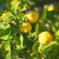 Lemon - Cold Pressed (Citrus limonum)