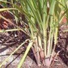 Lemongrass Cochin (Cymbopogon flexuosus)