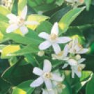 Neroli Italian (Citrus aurantium)