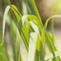 Citronella Ceylon (Cymbopogon nardus)