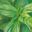 Basil 5 ml