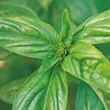 Basil 5 ml