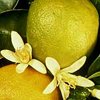 Bergamot Calabrian 10 ml
