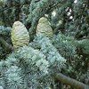 Cedarwood Atlas 10 ml