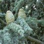 Cedarwood Atlas 10 ml