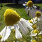Chamomile German Blue