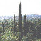 Cypress French 10 ml