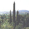 Cypress French 10 ml