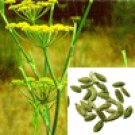 Fennel Sweet 10 ml