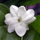 Jasmine Sambac 5ml 10% dilution in Jojoba oil