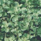 Marjoram 10 ml
