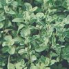 Marjoram 10 ml