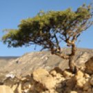 Myrrh 5 ml