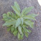 Sacred White Sage