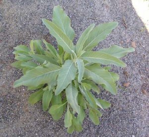 Sacred White Sage