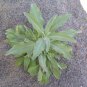 Sacred White Sage