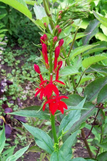 Cardinal Flower ( Lobelia cardinalis ) - 30 seeds ~gemsandstems.info~
