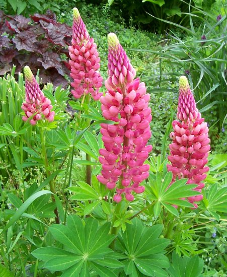 Gallery Red Lupine ( Lupinus polyphyllus ) - 15 seeds ~gemsandstems.info~