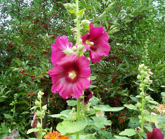 Magenta Hollyhocks ( Alcea rosea ) - 15 seeds ~gemsandstems.info~
