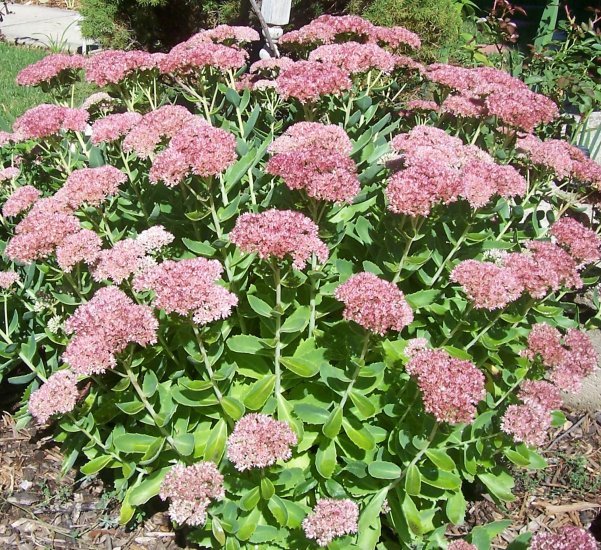 Autumn Joy Stonecrop ( Sedum ) - 3 fresh cuttings ~gemsandstems.info~