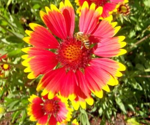 Gaillardia dwarf online goblin