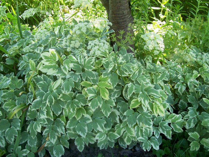 Snow On the Mountain ( Aegopodium podagaria variegatum