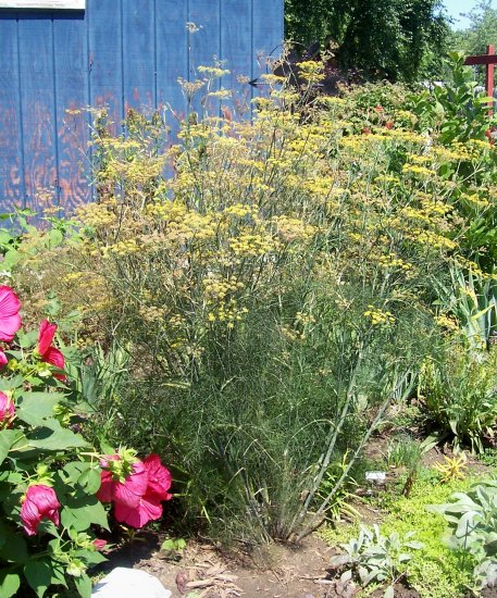 Live Plants Bronze Fennel Stunning Ornamental Herb