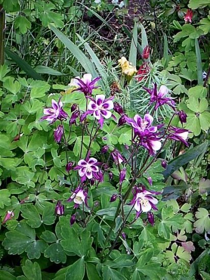 Sale ✽ 25 Seeds ✽ Dwarf Columbine ✽ Organic ✽ 