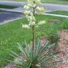 Adam's Needle ( Yucca filamentosa )  - 15 seeds ~gemsandstems.info~