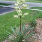 Adam's Needle ( Yucca filamentosa )  - 15 seeds ~gemsandstems.info~