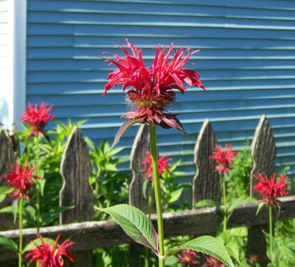 Jacob Cline Bee Balm ( Monarda didyma ) 1 live plant division gemsandstems.info Jacob Cline Bee Balm ( Monarda didyma ) 1 live plant division gemsandstems.info