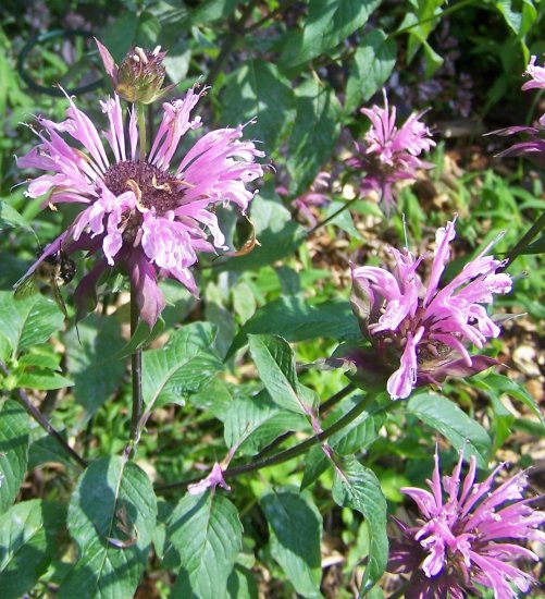 Beauty of Cobham Bee Balm ( Monarda didyma ) - 1 live plant division ...