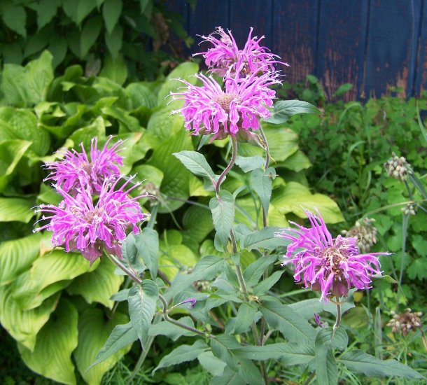 VIOLET QUEEN Bee Balm ( Monarda didyma ) - 1 live plant division ...