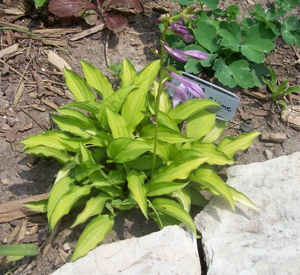 Twist of Lime ( Hosta ) - 1 live plant division ~gemsandstems.info~