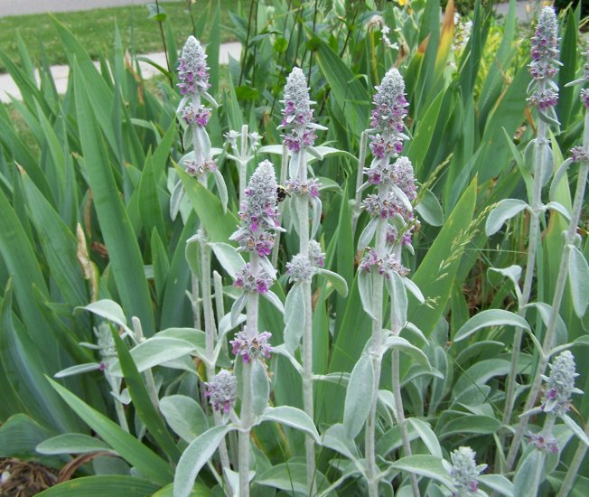 Lamb's Ears ( Stachys byzantina ) 1 plant division gemsandstems.info