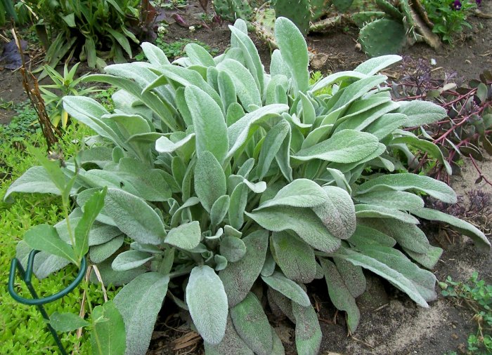 Lamb's Ears ( Stachys byzantina ) 1 plant division gemsandstems.info