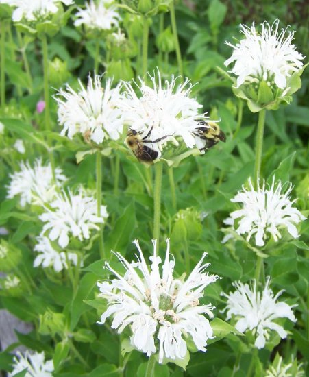 SNOW WHITE Bee Balm ( Monarda didyma ) - 1 live plant division ...