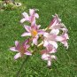 Magic Lily ( Lycoris squamigera ) - 1 large bulb ~gemsandstems.info~