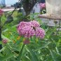 SOUL MATE Milkweed ( Asclepias incarnata ) - 30 seeds ~gemsandstems.info~