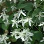 Sweet Autumn Clematis ( terniflora ) - 15 seeds  ~gemsandstems.info~