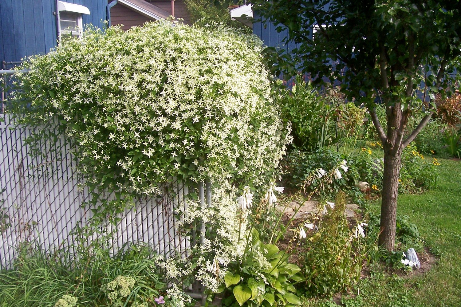 Sweet Autumn Clematis ( terniflora ) 15 seeds gemsandstems.info